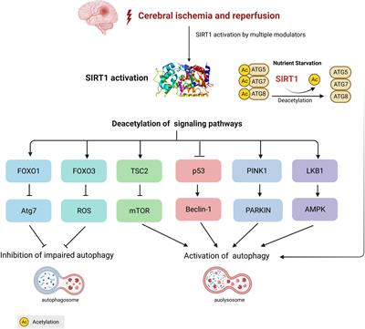 A novel link between silent information regulator 1 and autophagy in cerebral ischemia-reperfusion